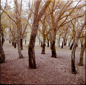 02-20250803-122113-kodak_gold_200.jpg