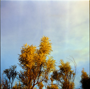 06-20250809-171344-kodak_gold_200.jpg