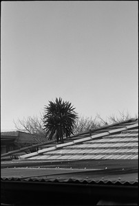 03-20250613-082200-kodak_tmax_400.jpg