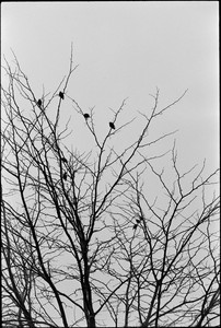 04-20250616-092644-kodak_tmax_400.jpg