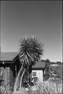 05-20250617-131310-kodak_tmax_400.jpg