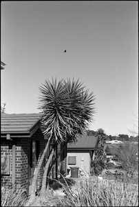06-20250617-131359-kodak_tmax_400.jpg
