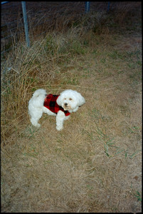 05-august-2025-kodak-vision3-250d-ricoh-tf-900.jpg
