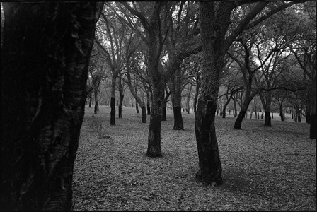 09-august-2025-ilford-xp2-super-400-pentax-pc35af.jpg