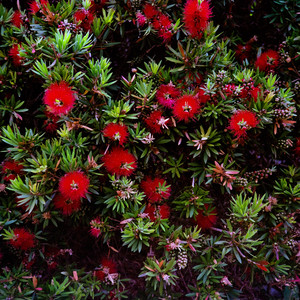 garden.jpg