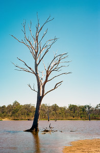 tree.jpg